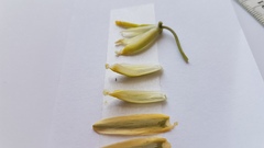Albuca