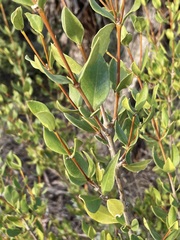Alyxia buxifolia