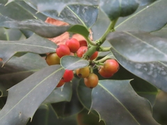 Ilex aquifolium