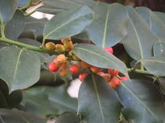 Ilex aquifolium