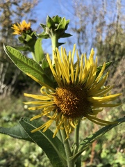 Inula helenium