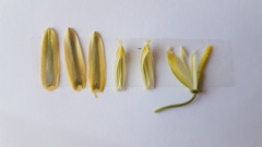 Albuca