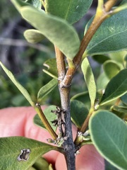 Alyxia buxifolia