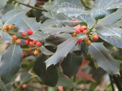 Ilex aquifolium