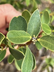 Alyxia buxifolia