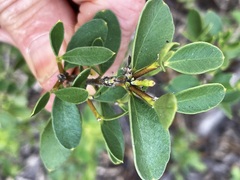 Alyxia buxifolia