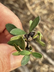 Alyxia buxifolia