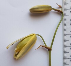 Albuca
