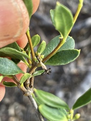 Alyxia buxifolia