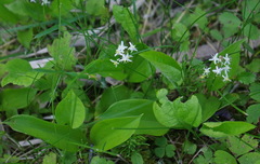Maianthemum trifolium