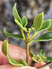 Alyxia buxifolia