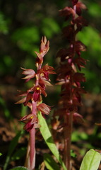 Corallorhiza striata