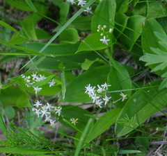Maianthemum trifolium
