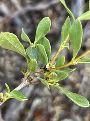 Alyxia buxifolia