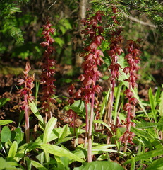 Corallorhiza striata