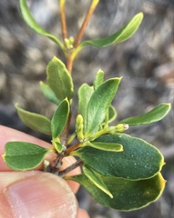 Alyxia buxifolia