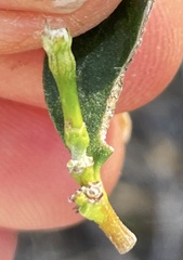 Alyxia buxifolia