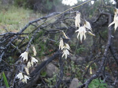 Melasphaerula graminea