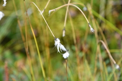 Eriophorum brachyantherum