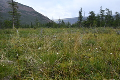 Eriophorum brachyantherum