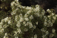 Hakea lissocarpha