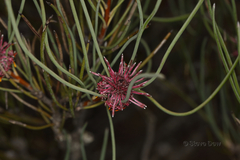 Isopogon scabriusculus