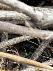 Podarcis muralis nigriventris