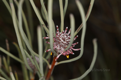 Isopogon scabriusculus