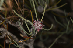 Isopogon scabriusculus