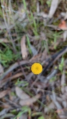 Leptorhynchos squamatus