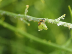 Simosyrphus grandicornis
