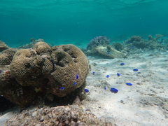 Pomacentrus coelestis