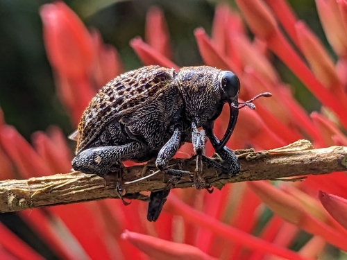 Pseudopiazurus image