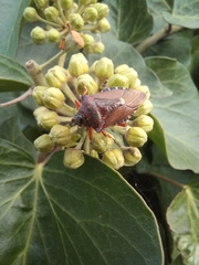 Pinthaeus sanguinipes