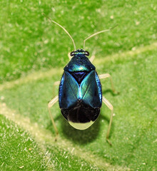 Heterocoris dilatatus