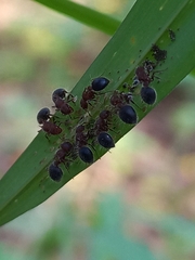 Meranoplus bicolor