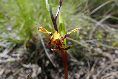 Diuris pardina