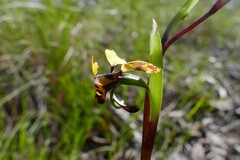 Diuris pardina