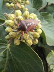 Pinthaeus sanguinipes