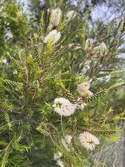 Melaleuca ericifolia