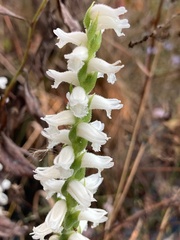 Spiranthes cernua