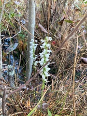 Spiranthes cernua