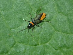 Chauliognathus lugubris