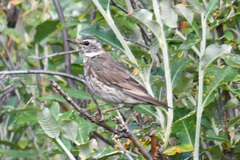 Turdus eunomus