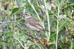 Turdus eunomus
