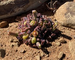 Stomatium resedolens