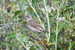 Turdus eunomus