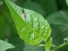 Acanthasargus flavipes