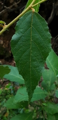 Seringia arborescens