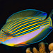 Striped Surgeonfish - Photo (c) Francois Libert, some rights reserved (CC BY-NC), uploaded by Francois Libert
